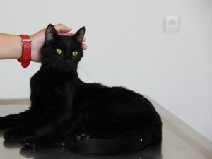 Balkondan düşen yaramaz kedi ’Gece’ ameliyat edildi