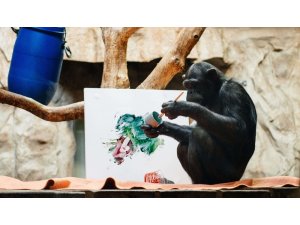 Şempanze ressam oldu, eserleri açık arttırmaya çıkacak