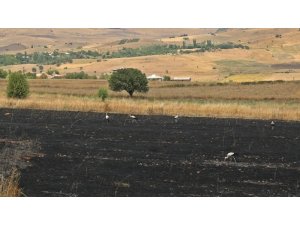 Tunceli’deki yangında 100 dönüm ekili alan kül oldu