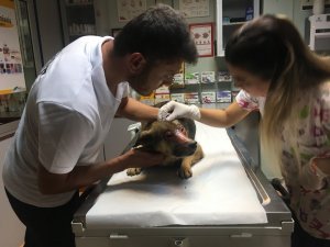Yüzü kimyasal maddeyle yakıldığı iddia edilen köpek İstanbul’a getirildi