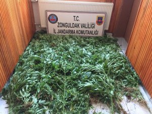 Zonguldak’ta 875 kök kenevir bitkisi ele geçirildi