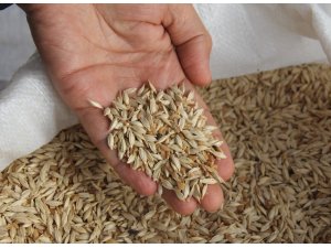 Önder çiftçilerden ‘Hitit’ buğdayına destek