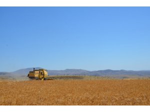 Arguvan’da Sarı Bursa Buğdayı ekildi