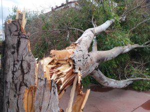 Samsun’da fırtına dev ağacı devirdi