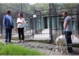 Osmangazi Belediyesi sokak hayvanlarına sahip çıktı