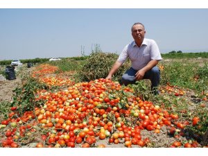 Salçalık domatesin ekimi yüzde 50 düştü
