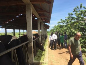 TİKA’dan Güney Sudan’a hayvancılık ve su ürünleri desteği