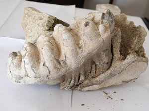 Yozgat'ta 8 milyon yıllık fosil bulundu