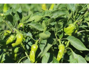 Bu biber başka yerde yetişmiyor