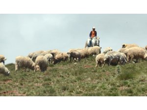 Çobanın umudu ’Kurban Bayramı’
