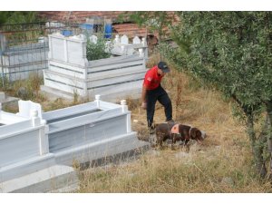 Evrim’i, kadavra köpeği Mavi mezarlıkta aradı