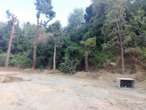 Otopark inşaatı için sökülen 40 ağaç nakledildi