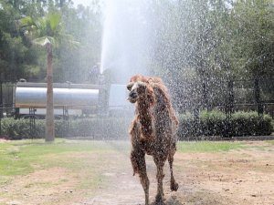 Hayvan Parkı’ndaki hayvanlara sıcak ayarı