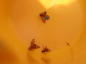 Akdeniz meyve sineğiyle mücadelede korku devam ediyor