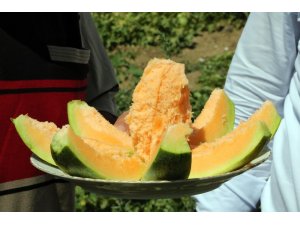 Muz tadındaki Bağrıbütün kavunun hasadı başladı