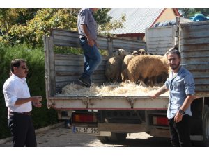 Tunceli’de genç çiftçilere bin 20 koyun dağıtıldı