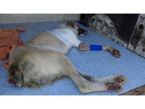 Kuyruğu kesilmiş halde bulunan köpeğin ayağı tamamen kesildi