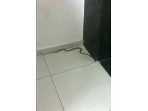 Adana Büyükşehir Belediyesi’nde yılan paniği