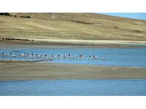 Flamingolar beslenmek için Yozgat’taki Gelingüllü Barajı’na geldi