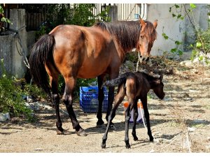 Çeşmeli hayvanseverin sahiplendiği terkedilmiş hamile at doğurdu