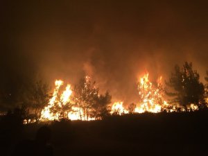 Manisa’da ormanlık alanda yangın çıktı