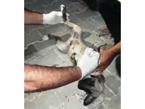 Hastane personeli ayağı kırık köpek için seferber oldu