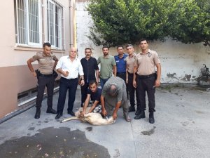 Tarsus polisinden örnek davranış