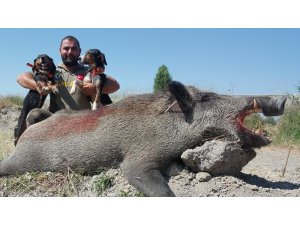 250 kiloluk yaban domuzunu avladı