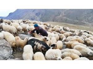 Koyunların tuz ve su keyfi
