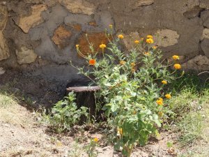 Tarihi mezar taşı duvardan çıkartıldı