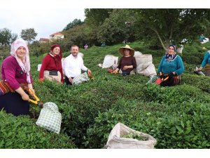 AK Parti Giresun Milletvekili Öztürk’ten  çay üreticilerine destek