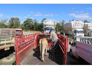 Erzincan’da genç çiftçilere büyükbaş hayvan dağıtımı yapıldı