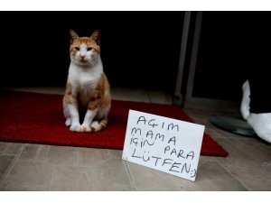 Sokak kedisi ‘Anderson’ kendi mama parasını kendisi kazanıyor