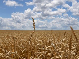 Toprak Mahsülleri Ofisi, buğday ithal edecek