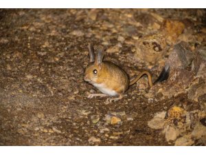 Gümüşhane’de Arap Tavşanı görüntülendi