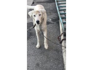 Altındağ Belediyesinin şefkatli eli bir sokak köpeğini daha kurtardı