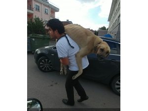 Hasta köpeği tedavi ettirmek için 500 metre sırtında taşıdı