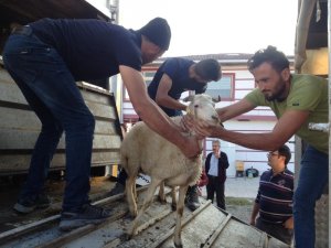 Tosya’da Genç Çiftçilere 96 Koyun 6 Koç Dağıtıldı