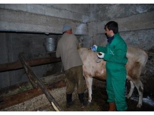 Trabzon’da şap hastalığına karşı 132 bin 576 büyükbaş hayvan aşılanacak
