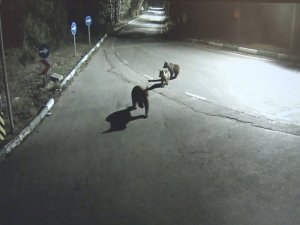 Uludağ’da aç kalan sakat ayı ve yavruları şehre indi