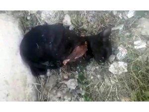 Sakarya’da ön iki ayağı kesilen kedi tedavi altına alındı