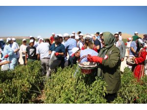 Belediye başkanları Şanlıurfa’da isot hasadına katıldı