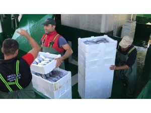 Akçakoca’da balıkçılar Karadeniz’den 40 ton palamutla döndü