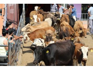 Elazığ’da genç çiftçilere hayvan desteği