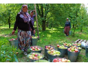Amasyalılar 2 bin yıldır elma yetiştiriyor