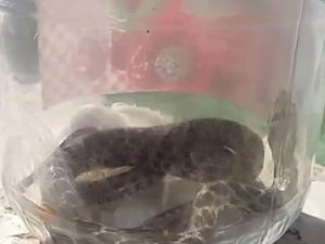 Camide yılan yakalandı