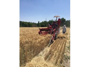 Kayseri Şeker, coğrafi şartlara uygun buğday ve arpa çeşitlerini araştırıyor