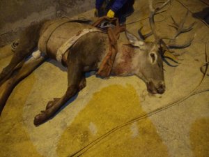 Hidroelektrik santralinin yükleme kuyusuna düşen kızıl geyik kurtarıldı