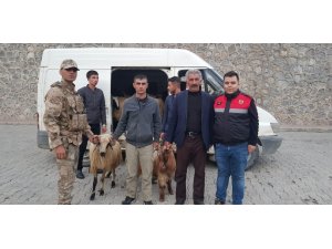 Jandarma’dan hayvan hırsızlarına operasyon