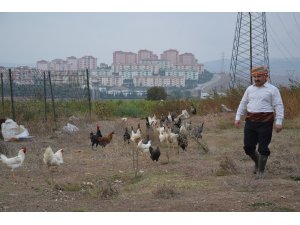 Bu tavuklar kene düşmanı